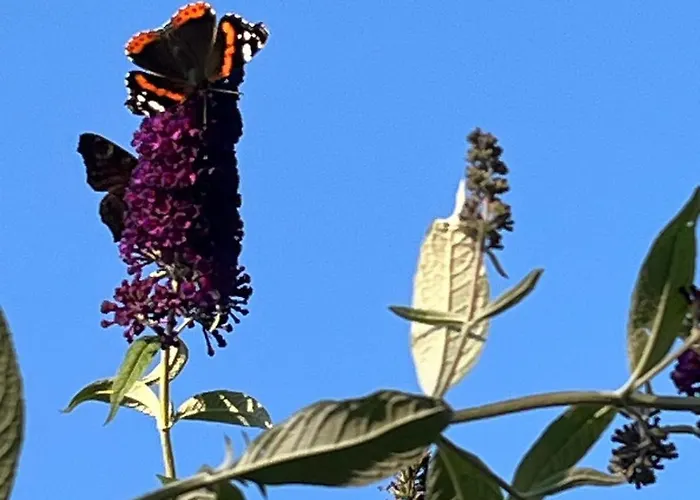 Wald & Wiesen Im Bergischen Land - Urlaub, Koeln, Messe & Geschaeftsreise * Bergisch Gladbach