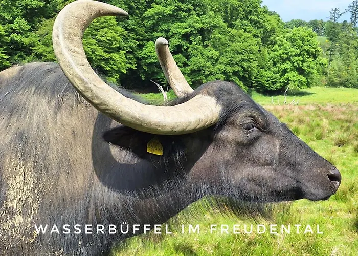 Wald & Wiesen Im Bergischen Land - Urlaub, Koeln, Messe & Geschaeftsreise Bergisch Gladbach